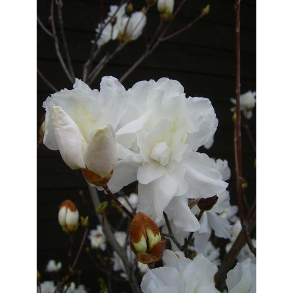 ミツバツツジ　【白花・万重咲き】 