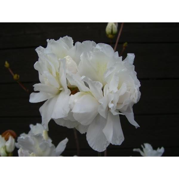 ミツバツツジ　【白花・万重咲き】 