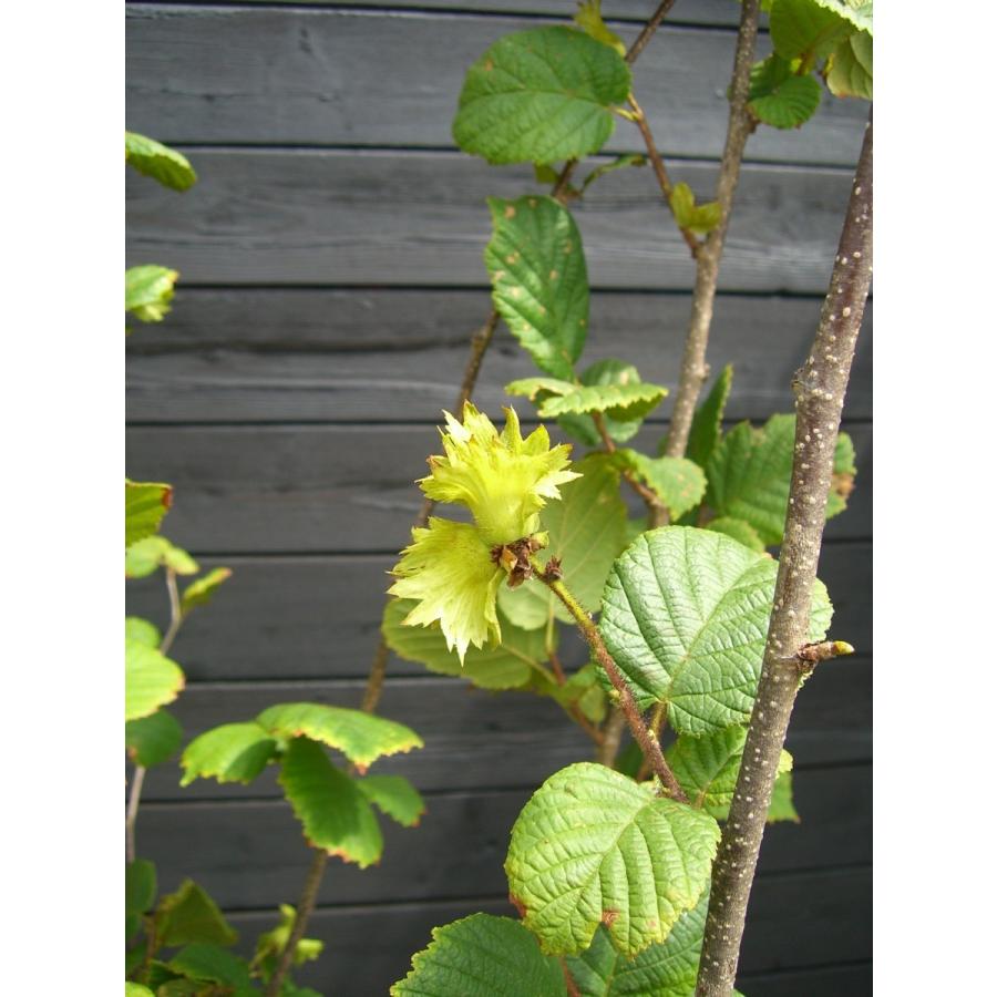 ハシバミ 榛 株立 横の植木屋さん 通販 Yahoo ショッピング