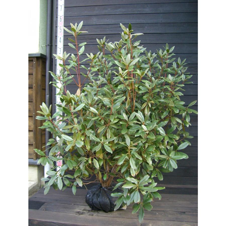 ホソバシャクナゲ 【細葉石楠花】 大株 ホソバシャクナゲ