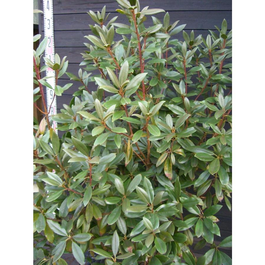 新春SALE！ 希少　原種石楠花　R.yunnanense 大株 【1924497572】(12400円)