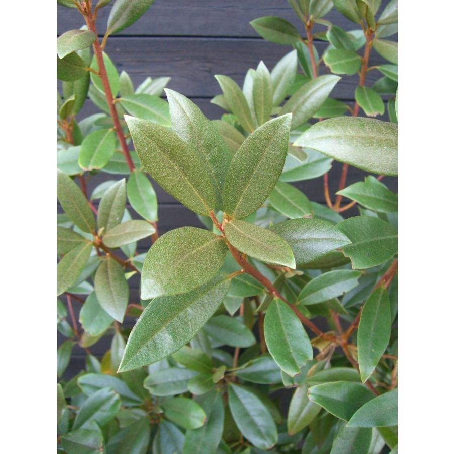 新春SALE！ 希少　原種石楠花　R.yunnanense 大株 【1924497572】(12400円)