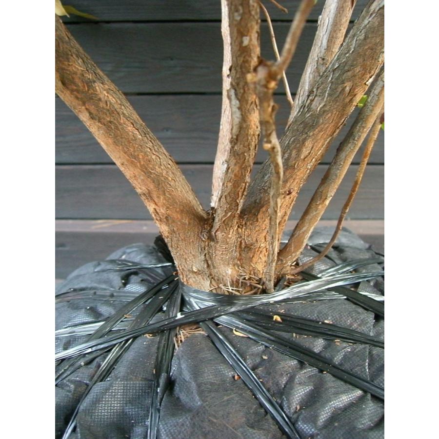 新春SALE！ 希少　原種石楠花　R.yunnanense 大株 【1924497572】(12400円)