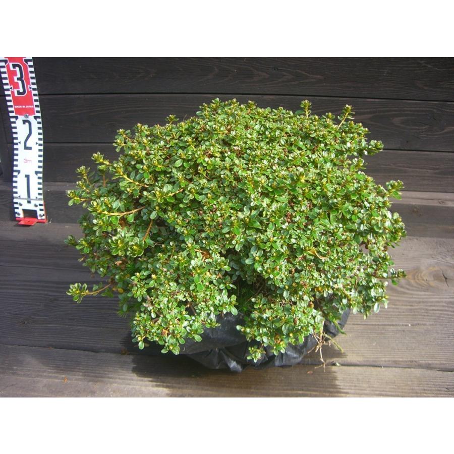 ミヤマキリシマツツジ　【島田１号】