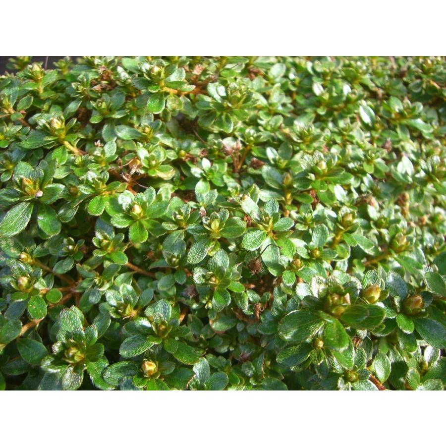 ミヤマキリシマツツジ　【島田１号】 