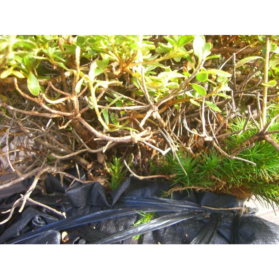 ミヤマキリシマツツジ　【島田１号】 