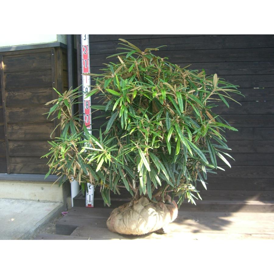 ホソバシャクナゲ 細葉石楠花 大株 横の植木屋さん 通販 Yahoo ショッピング