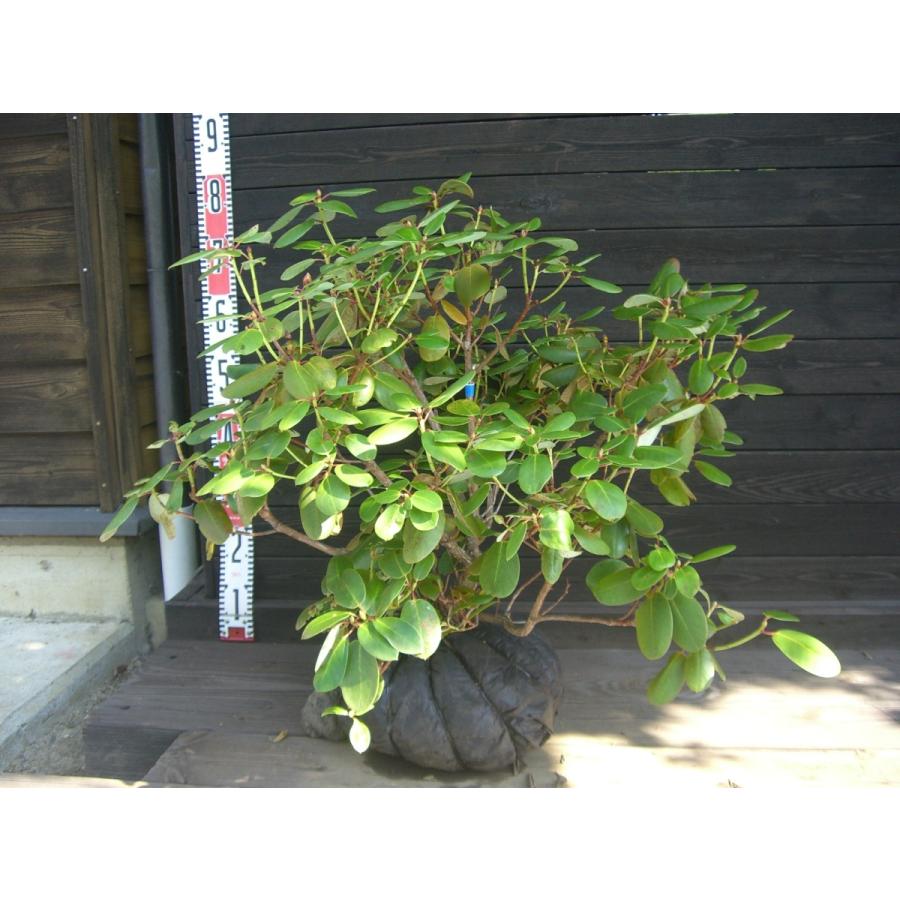 ホソバシャクナゲ/良形株【現品発送】管理70852 ホソバシャクナゲ/良形株【現品発送】管理70852 - メルカリ