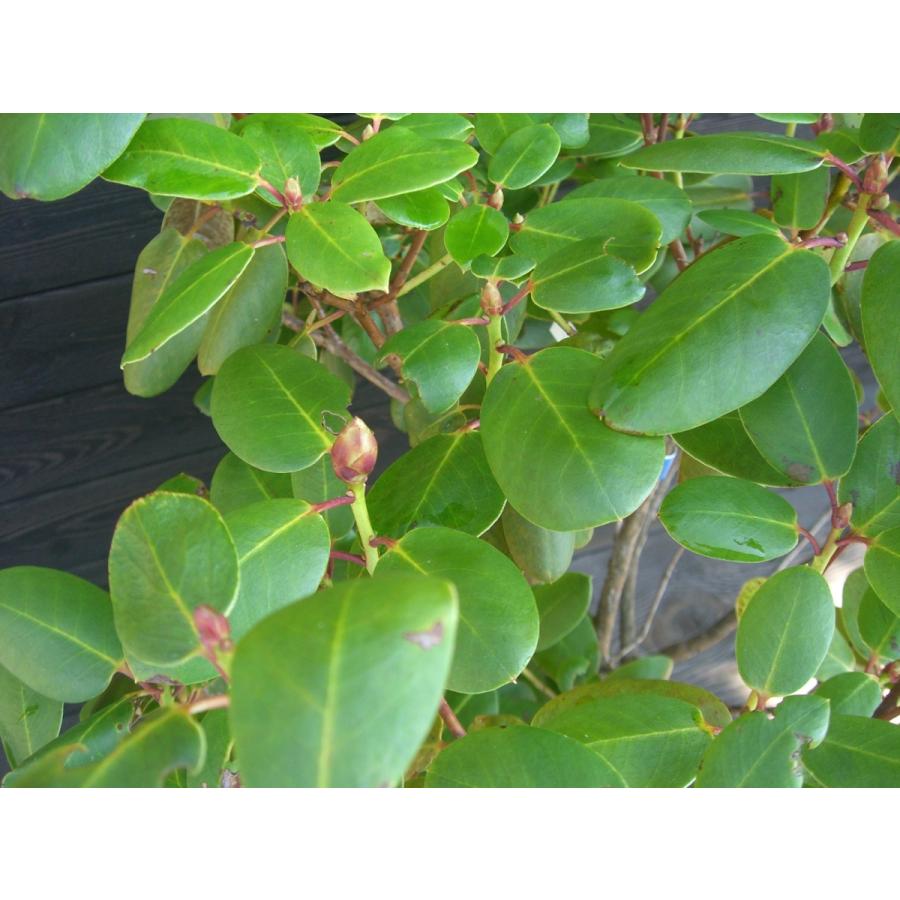 原種シャクナゲ　R.williamsianum　大株 