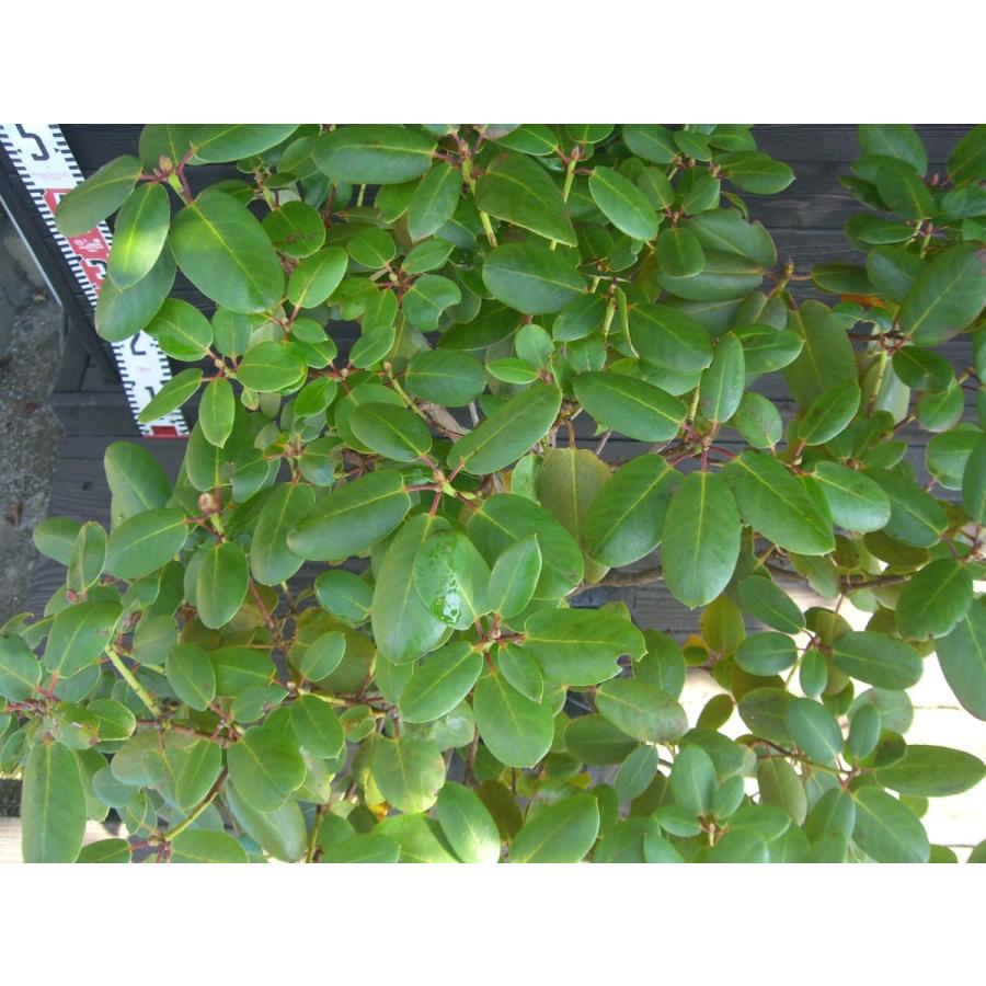 原種シャクナゲ　R.williamsianum　大株 