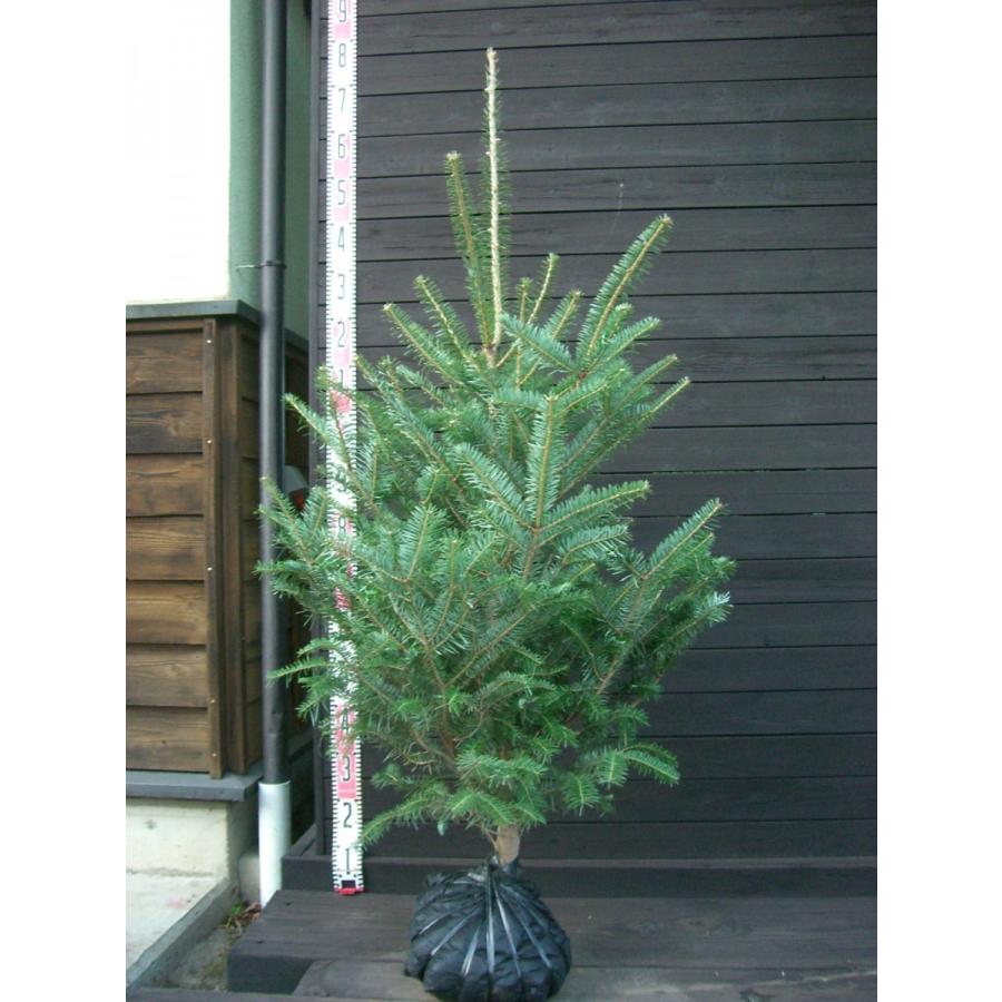 ウラジロモミノキ 大株 もみのき 横の植木屋さん 通販 Yahoo ショッピング