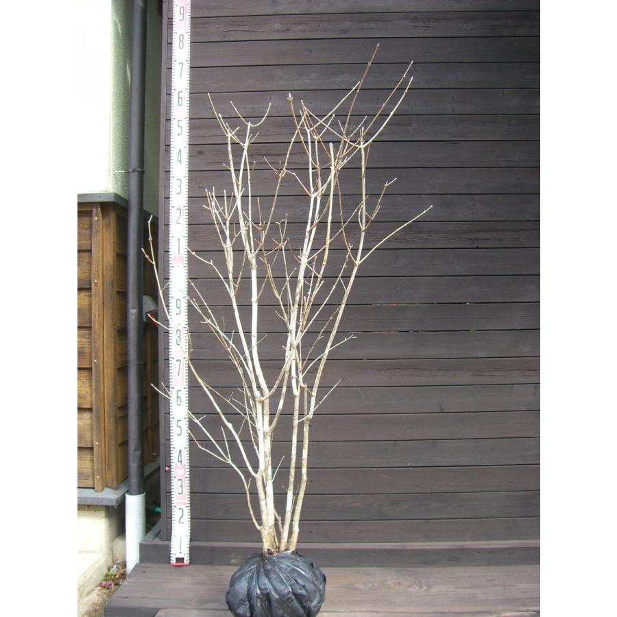 早割クーポン アオダモ コバノトネリコ 株立 横の植木屋さん 通販 Yahoo ショッピング 高知インター店 Pa Indramayu Go Id