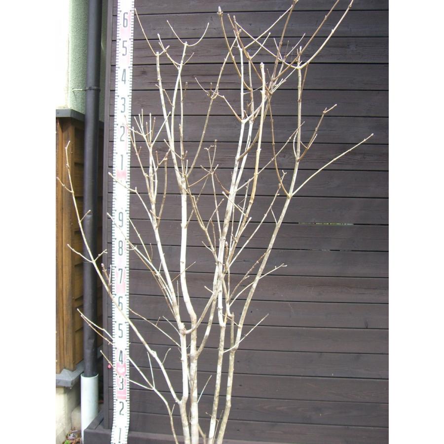 早割クーポン アオダモ コバノトネリコ 株立 横の植木屋さん 通販 Yahoo ショッピング 高知インター店 Pa Indramayu Go Id