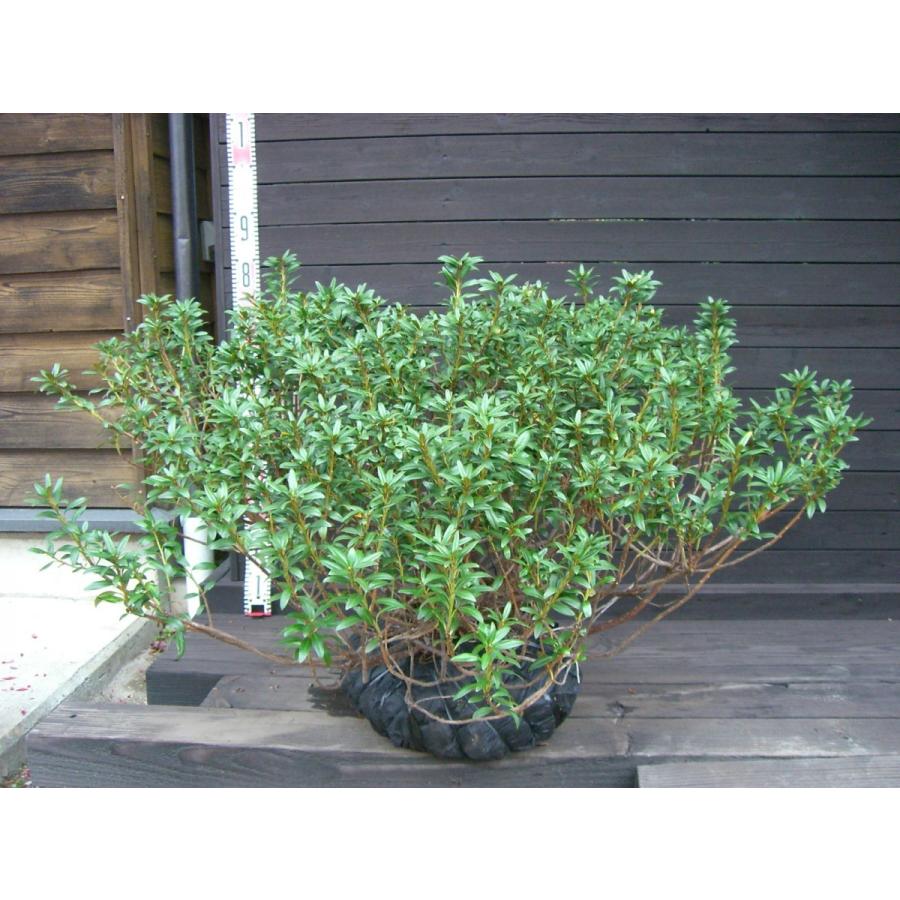 原種石楠花　アルペンローゼ　特大株