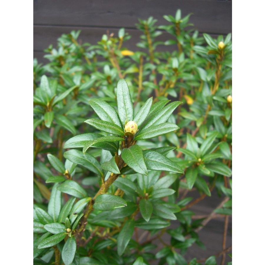 原種石楠花　アルペンローゼ　特大株 