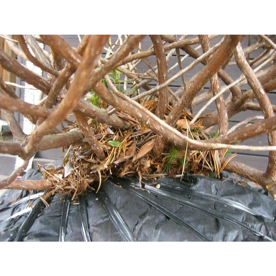 原種石楠花　アルペンローゼ　特大株 