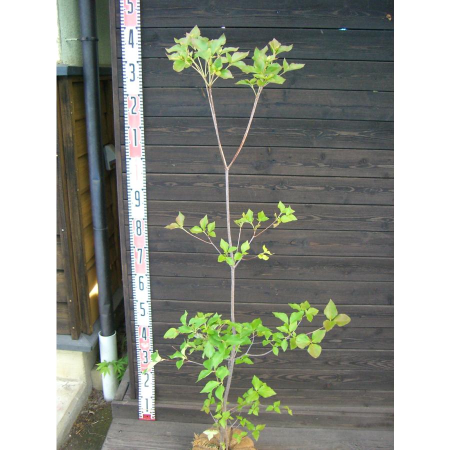 濃花 キヨスミミツバツツジ 【清澄三葉躑躅】 : 横の植木屋さん