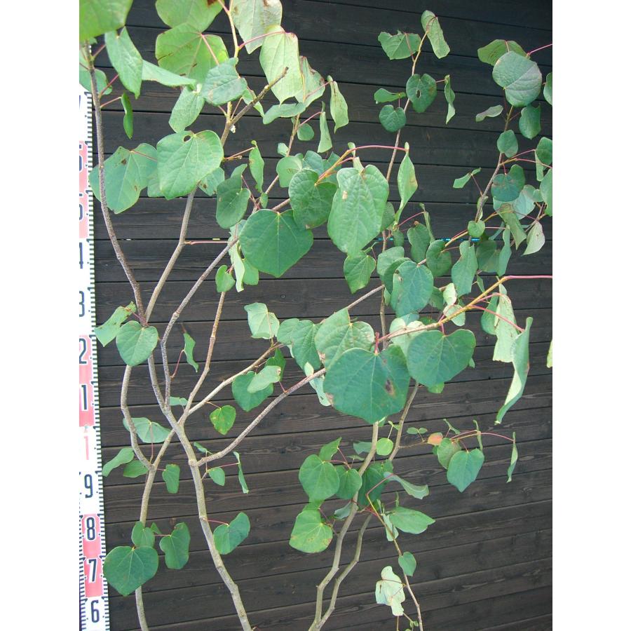 マルバノキ/大株【現品発送】管理70717 マルバノキ/大株【現品発送】管理70717 - メルカリ