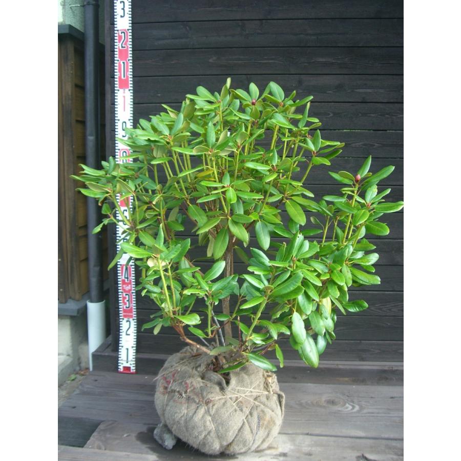 原種シャクナゲ　R.williamsianum　大株