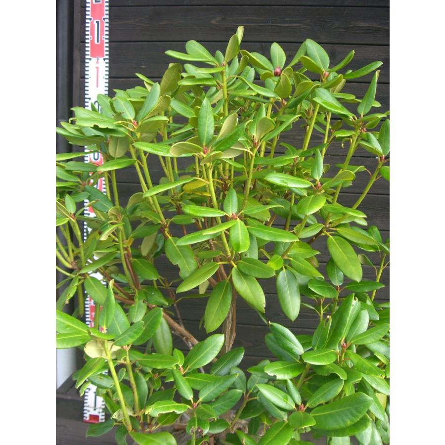 原種シャクナゲ　R.williamsianum　大株 