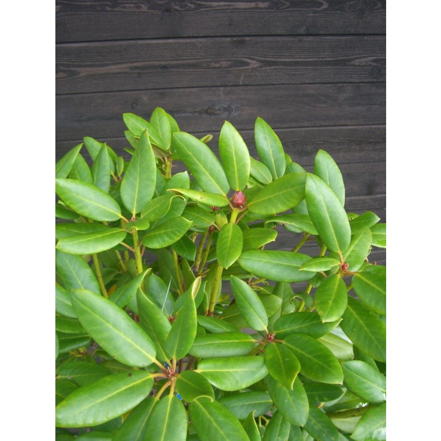 原種シャクナゲ　R.williamsianum　大株 