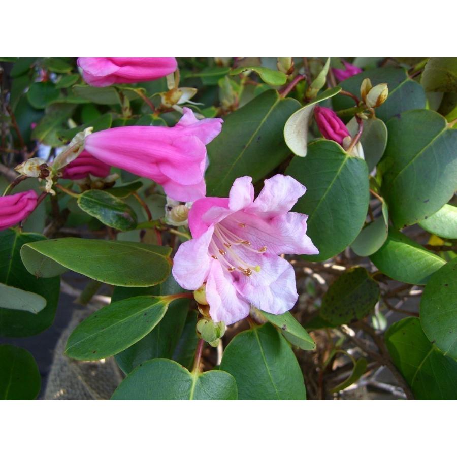 原種シャクナゲ　R.williamsianum　大株 