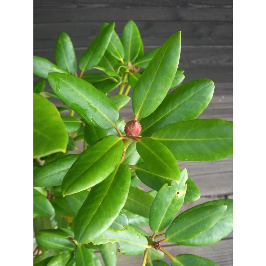 原種シャクナゲ　R.williamsianum　大株 