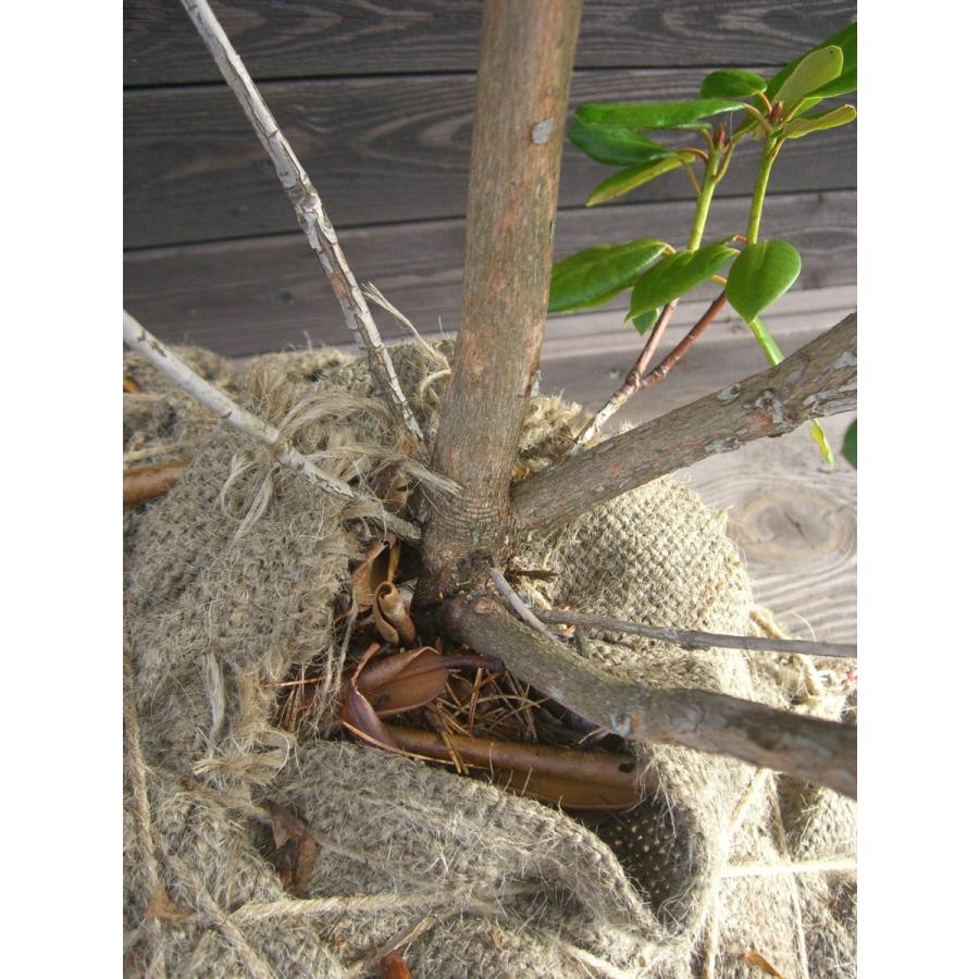 原種シャクナゲ　R.williamsianum　大株 