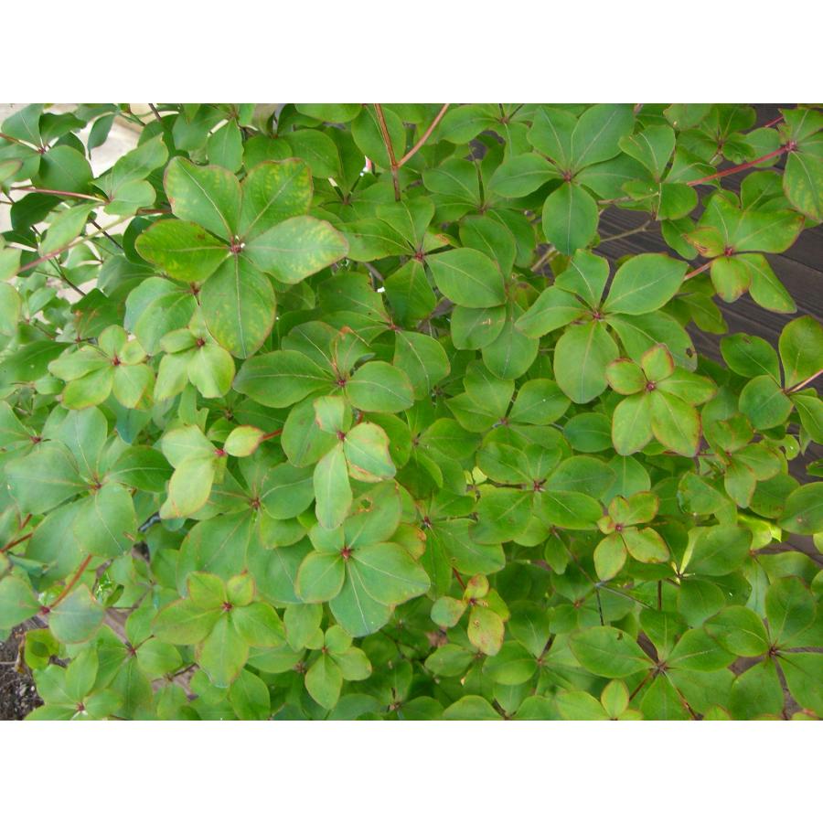 シロヤシオツツジ 良形良株 : 横の植木屋さん - 通販 - Yahoo!ショッピング
