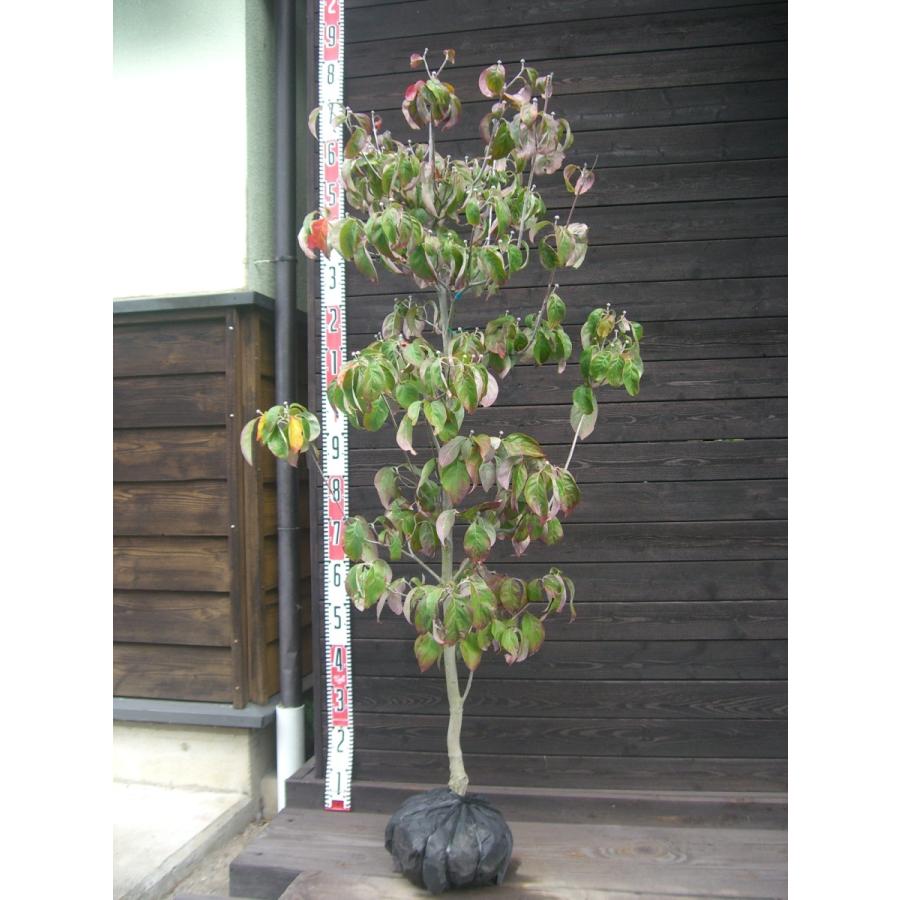 ハナミズキ チェロキーチーフ 大株 花水木 横の植木屋さん 通販 Yahoo ショッピング