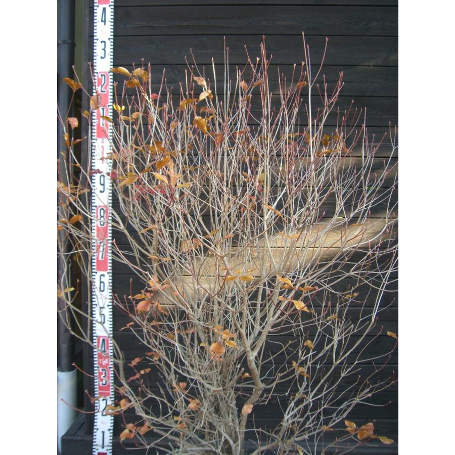 【中古品/USED】 アカヤシオツツジ　大株 【2312493622】(14900円)