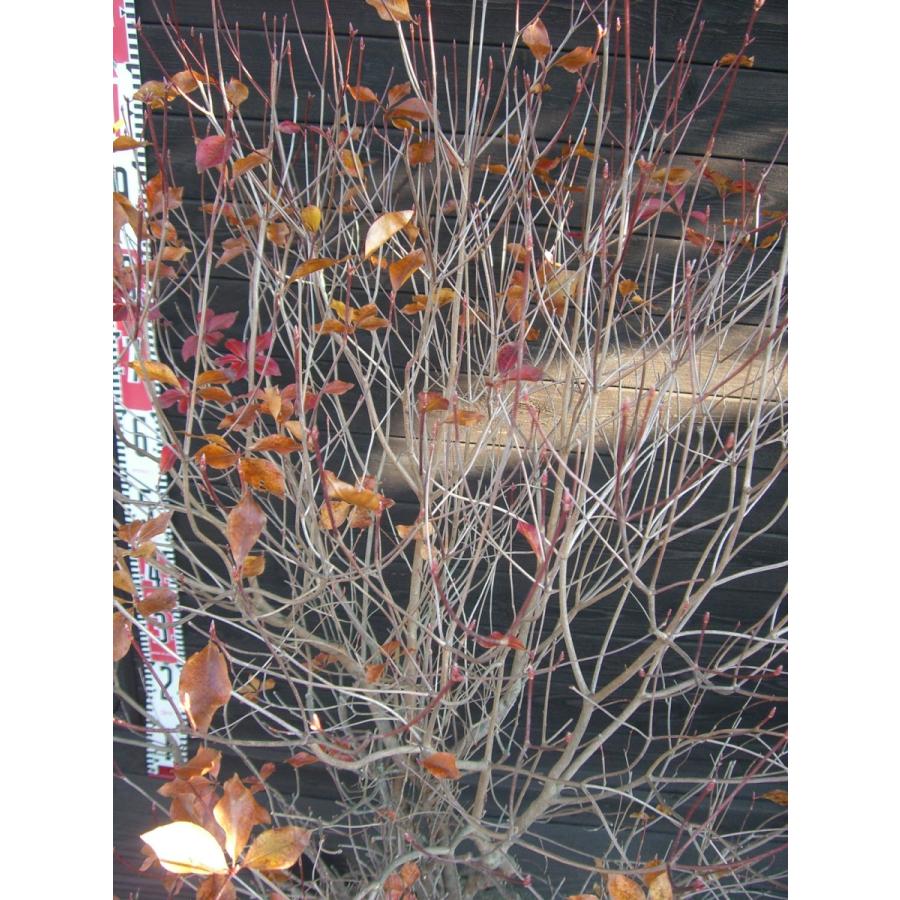 【中古品/USED】 アカヤシオツツジ　大株 【2312493622】(14900円)