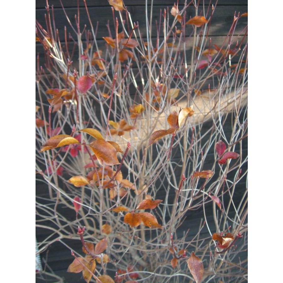 【中古品/USED】 アカヤシオツツジ　大株 【2312493622】(14900円)