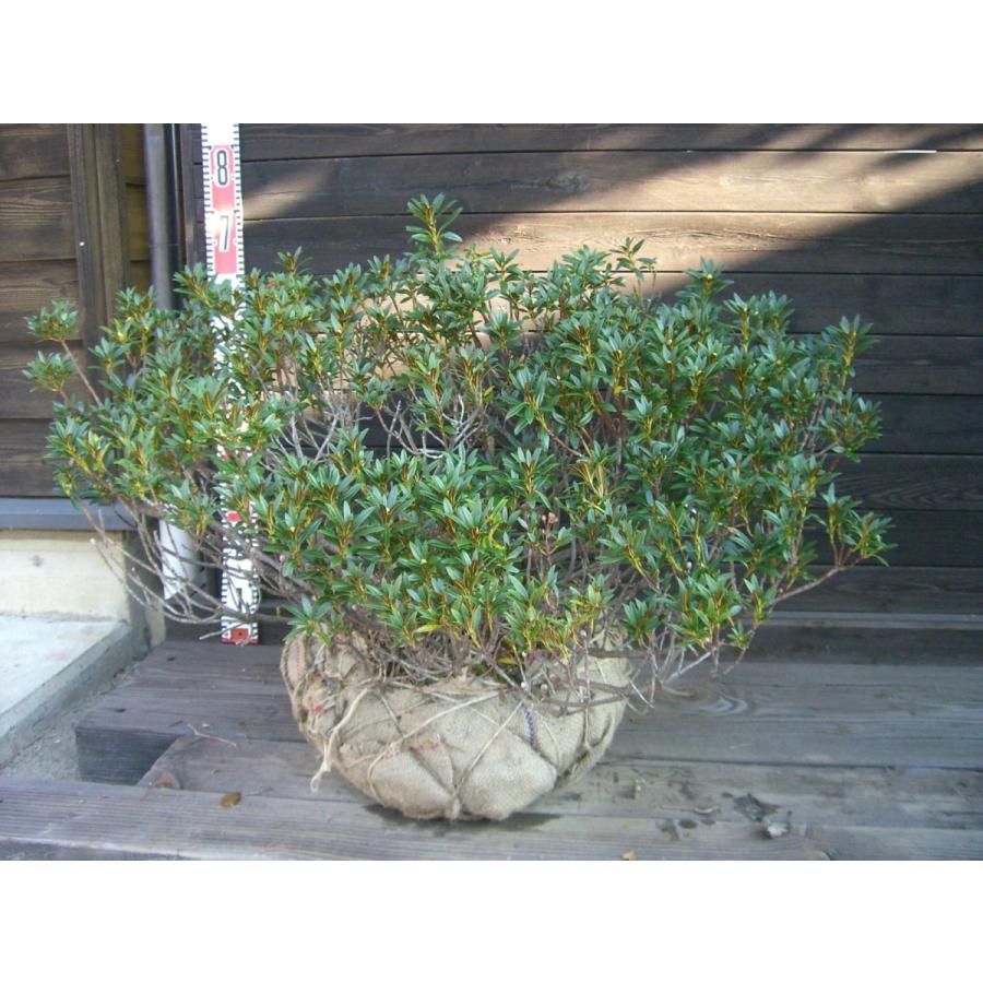 原種石楠花　アルペンローゼ　特大株