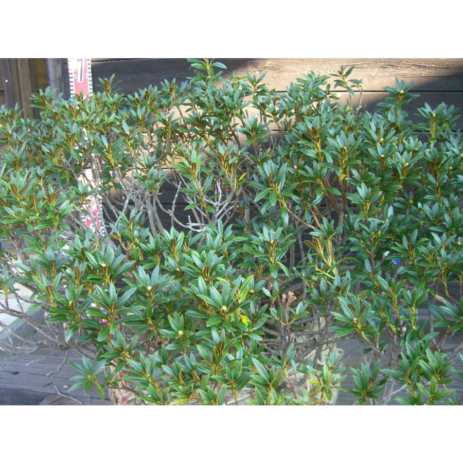 原種石楠花　アルペンローゼ　特大株 