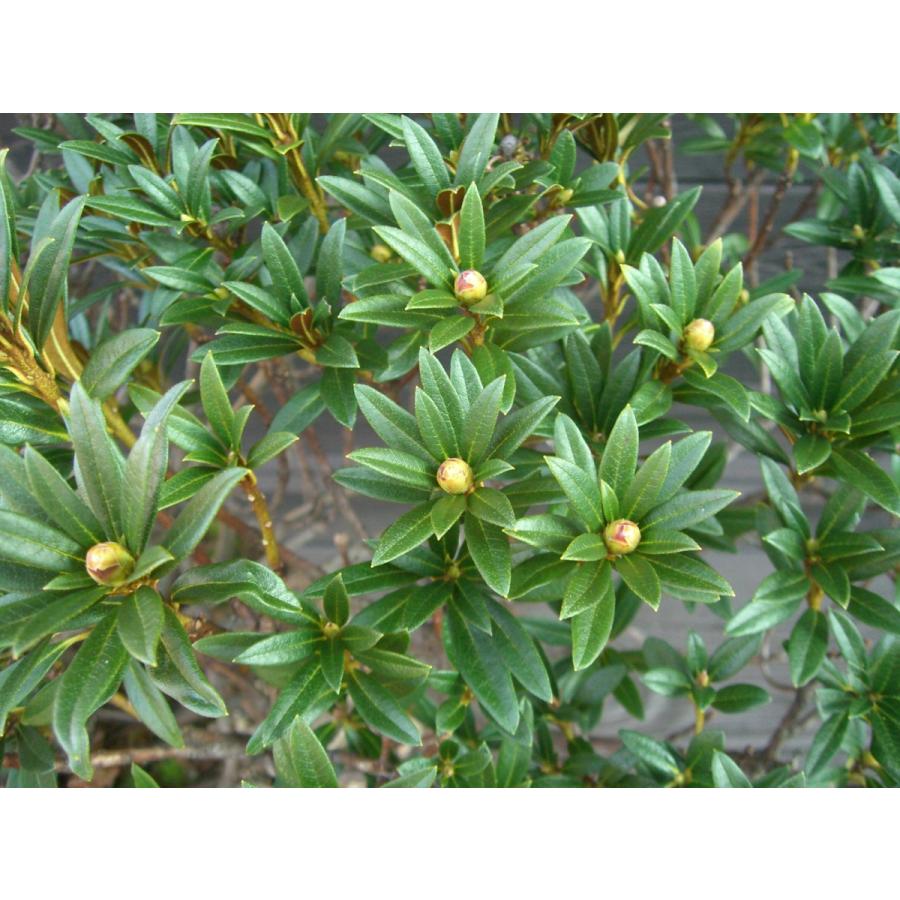 原種石楠花　アルペンローゼ　特大株 