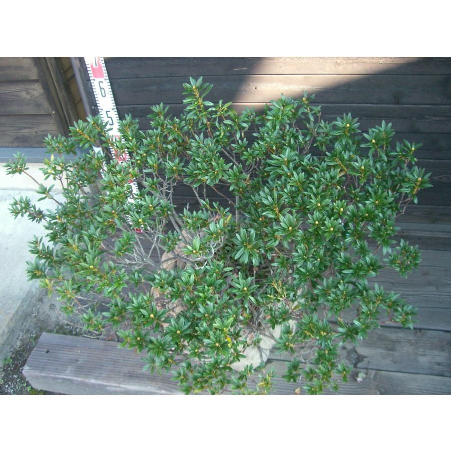 原種石楠花　アルペンローゼ　特大株 