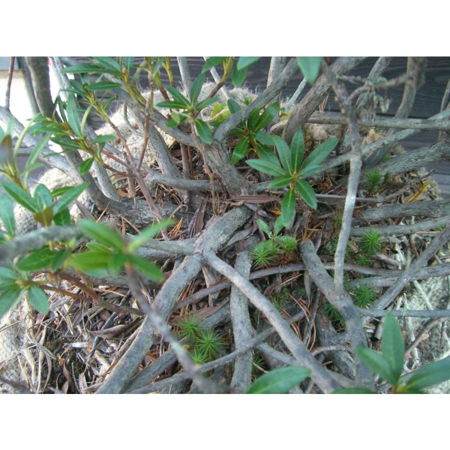 原種石楠花　アルペンローゼ　特大株 