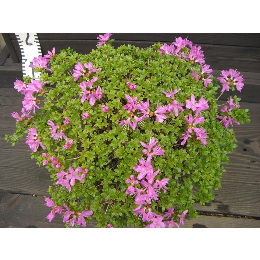 【中古品 】 ミヤマキリシマツツジ　【島田１号】 【N1769288192】(11400円)