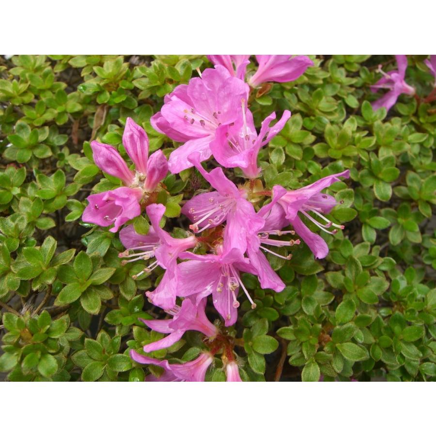 【中古品 】 ミヤマキリシマツツジ　【島田１号】 【N1769288192】(11400円)