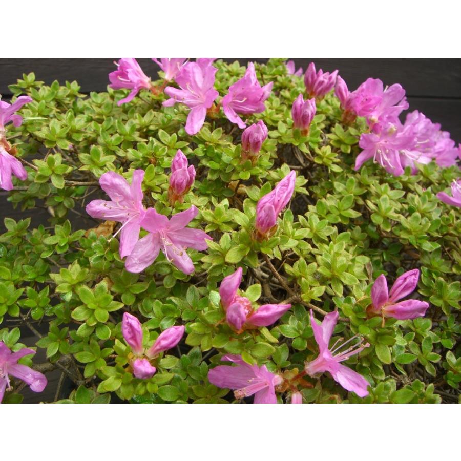 【中古品 】 ミヤマキリシマツツジ　【島田１号】 【N1769288192】(11400円)