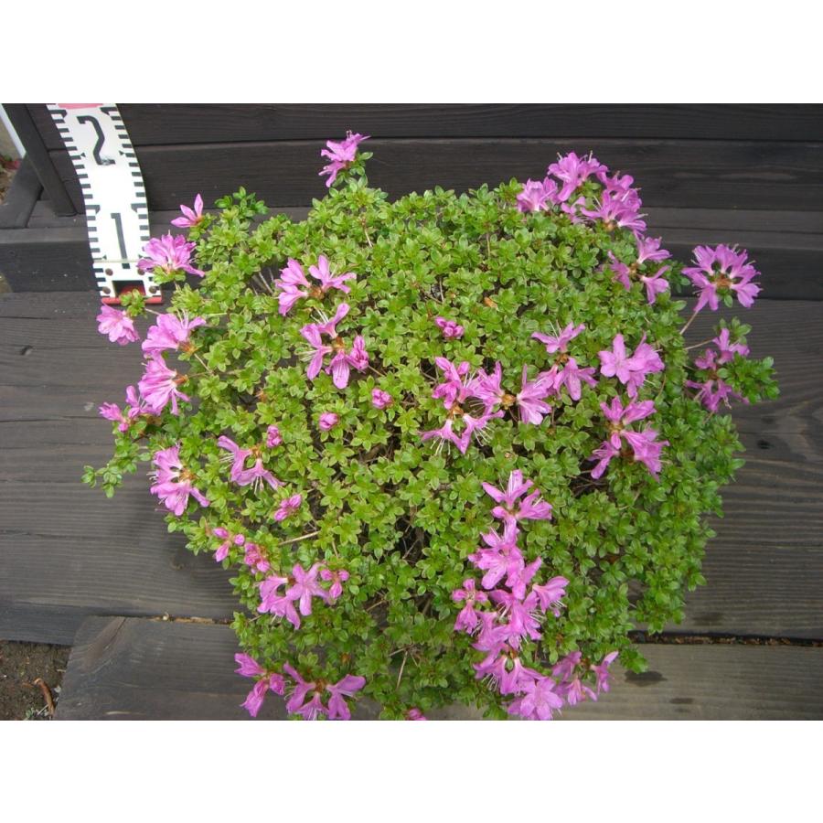 【中古品 】 ミヤマキリシマツツジ　【島田１号】 【N1769288192】(11400円)