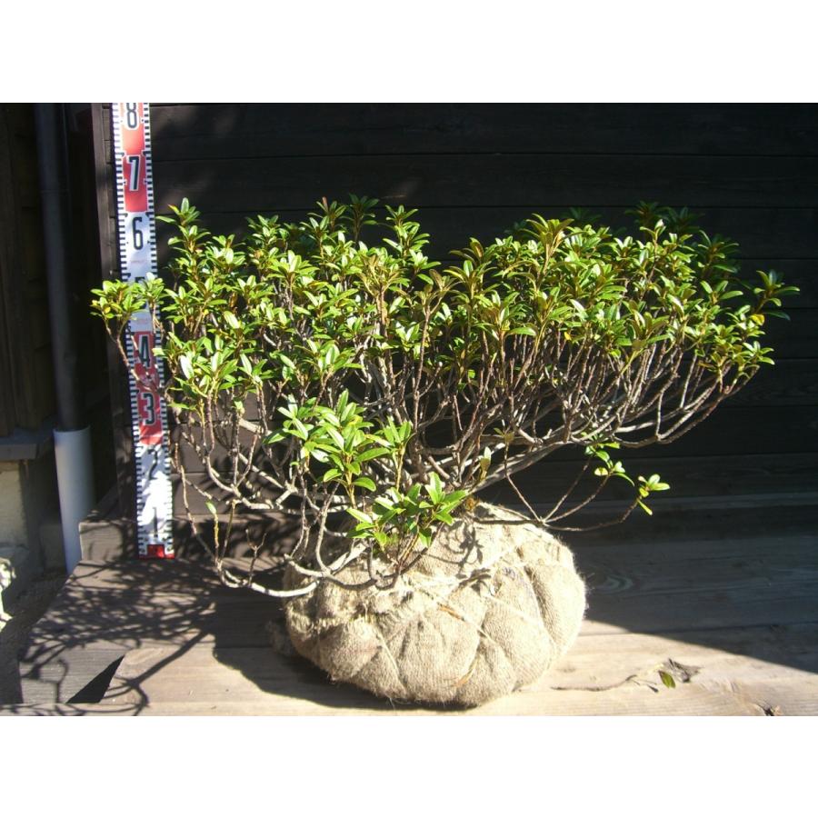 原種石楠花　アルペンローゼ　特大株