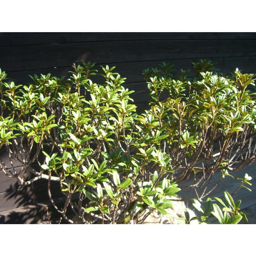 原種石楠花　アルペンローゼ　特大株 