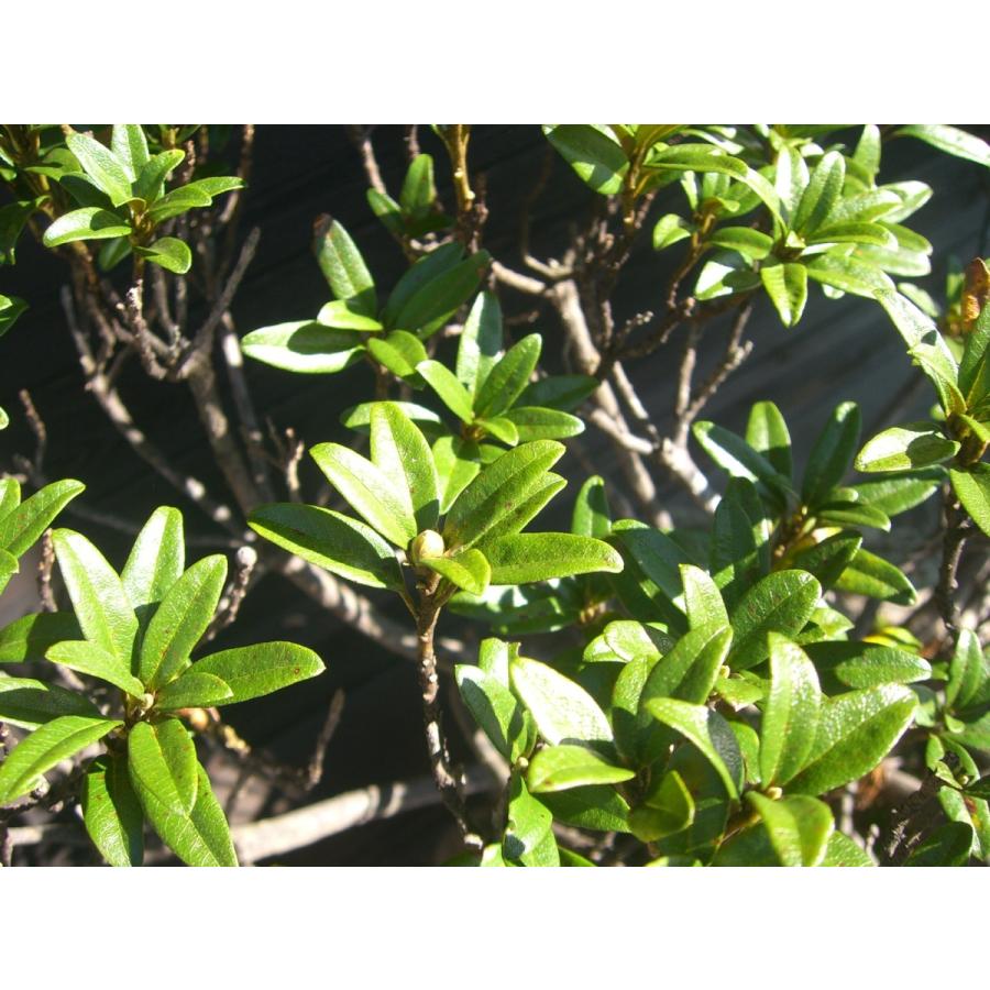 原種石楠花　アルペンローゼ　特大株 