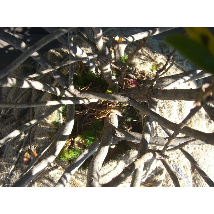 原種石楠花　アルペンローゼ　特大株 