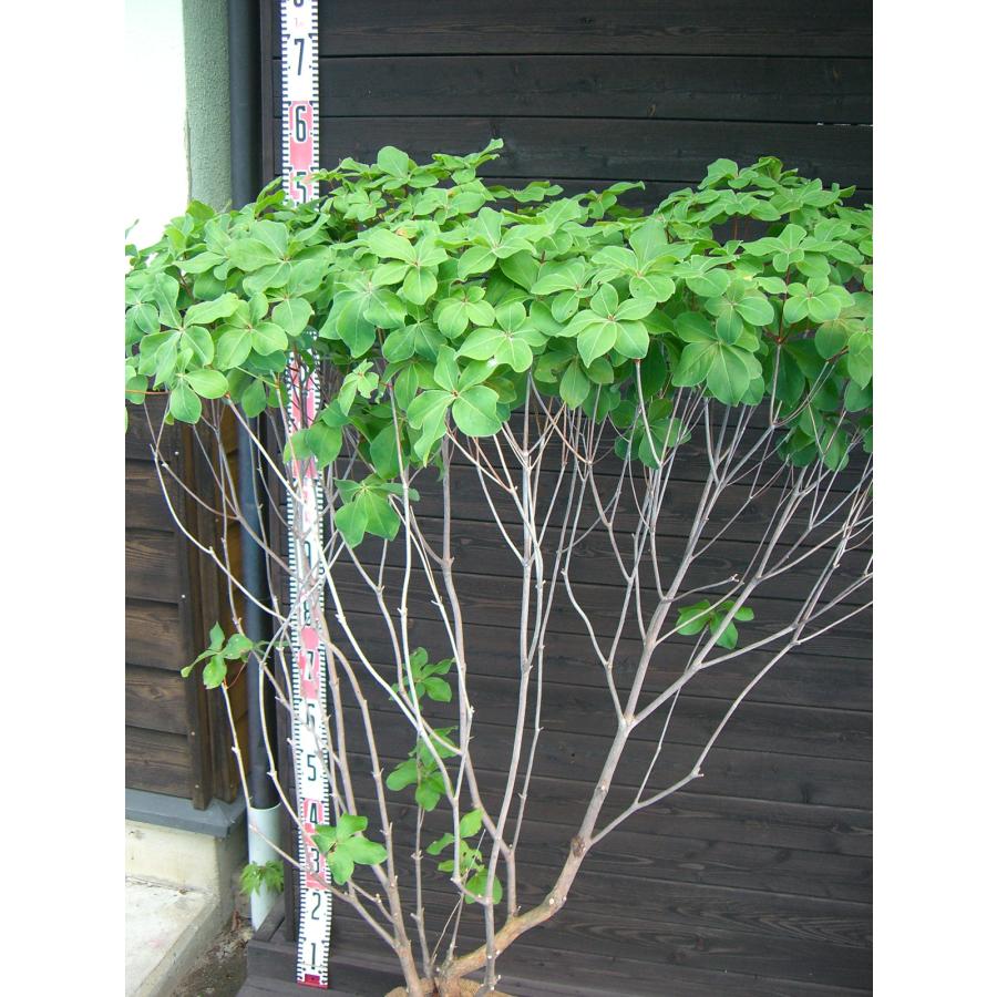 シロ ヤシオ ツツジ 特大株 : 横の植木屋さん - 通販 - Yahoo!ショッピング