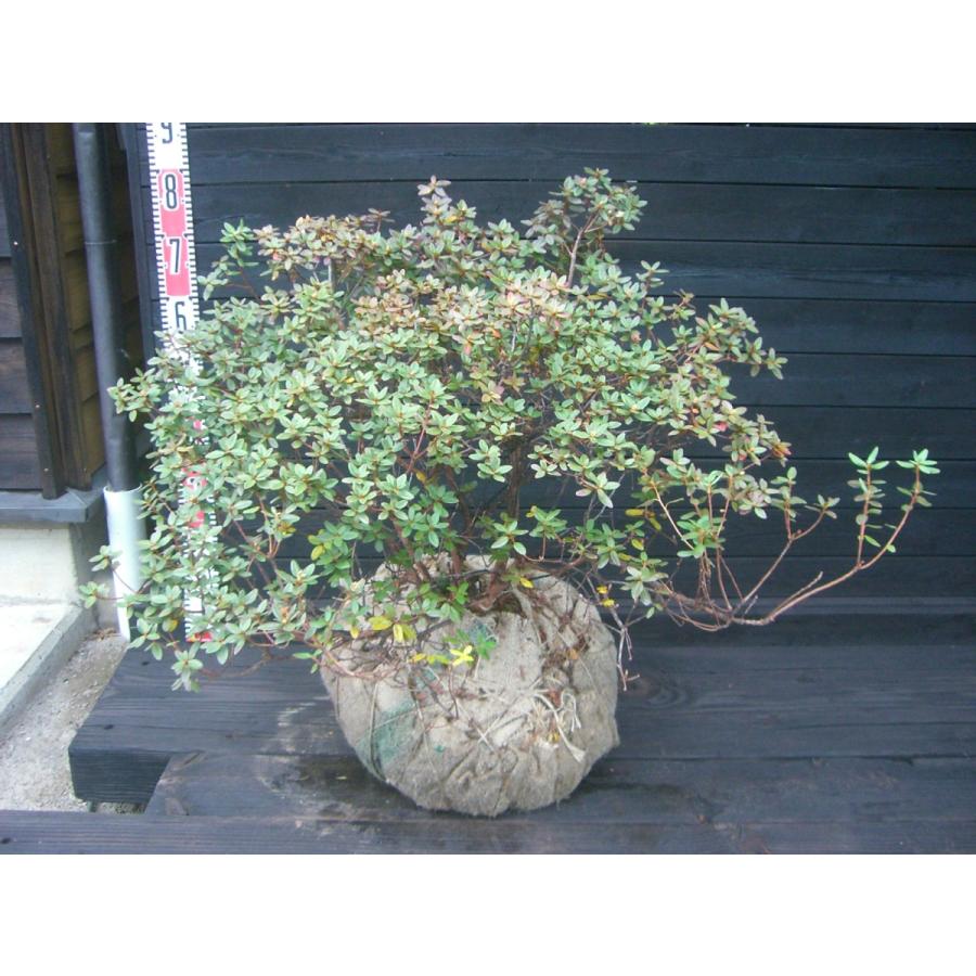 ラマポ　大株　石楠花