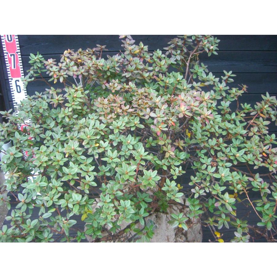 超特盛ミラクルプライス ラマポ　大株　石楠花 【L1924486412】(12400円)