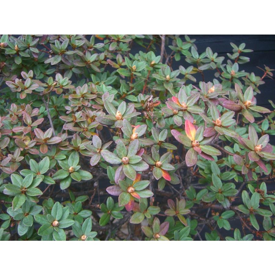 超特盛ミラクルプライス ラマポ　大株　石楠花 【L1924486412】(12400円)